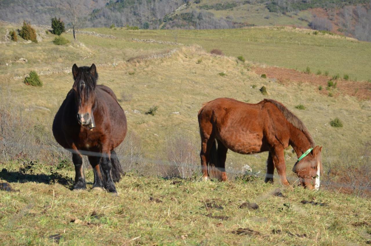 Casa Rural Mollo, Vall De Camprodon Exteriér fotografie